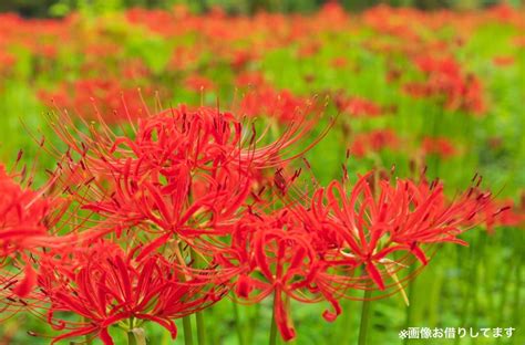 彼岸花 地獄花|「曼珠沙華」とは？ 別名”地獄花”の由来を解説 ｜ 和樂web 美の 